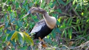 02 - Everglade NP (62) Anhinga